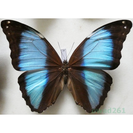 Morpho deidamia (Hübner, 1816) Peru 124mm29